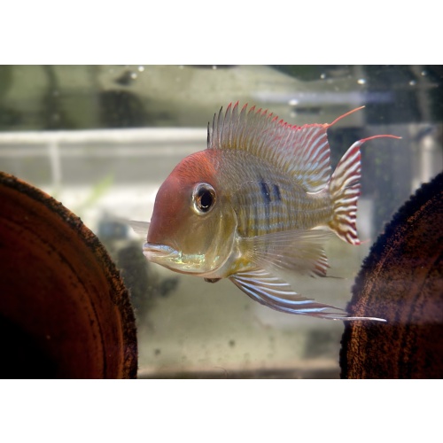 2"-3" Red Head Tapajos