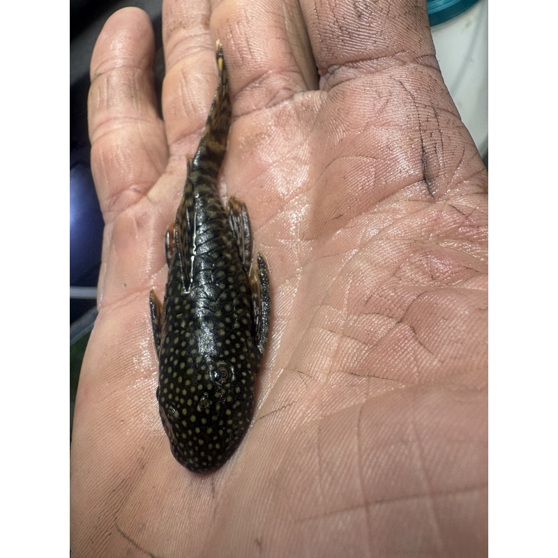 Adult Common Chocolate Bristlenose Proven Breed Pair