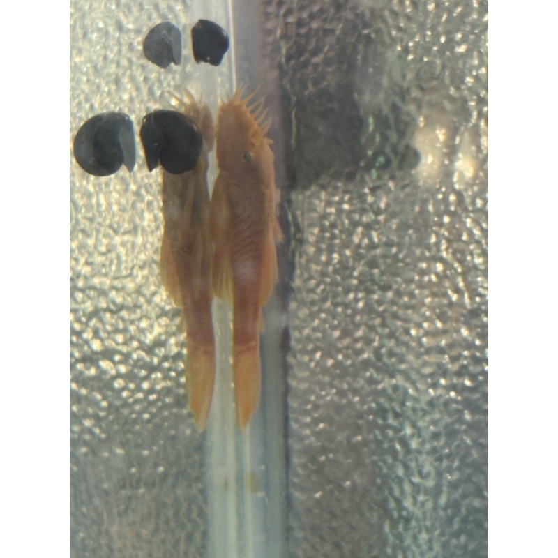 Adult Breeding Pair Shortfin Lemon Blue Eye Bristlenose