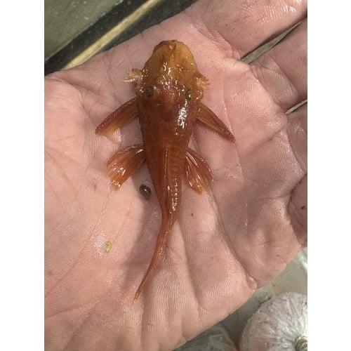 Adult Breeding Pair Super Red Bristlenose!