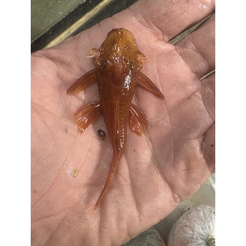 Adult Breeding Pair Super Red Bristlenose!
