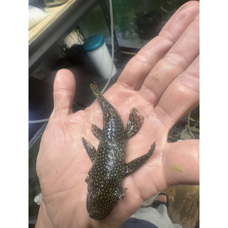 Adult Common Chocolate Bristlenose Proven Breed Pair