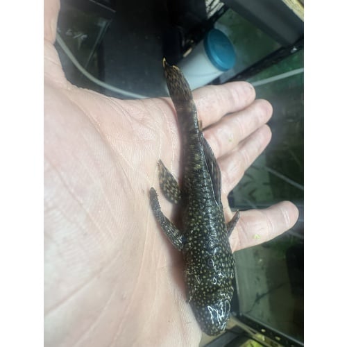 Adult Common Chocolate Bristlenose Proven Breed Pair