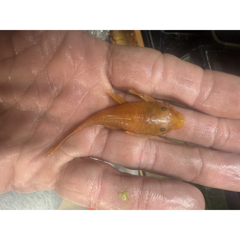 Adult Breeding Pair Super Red Bristlenose!