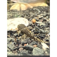 Common Bristlenose Pleco Juveniles (standard fin) 1”+