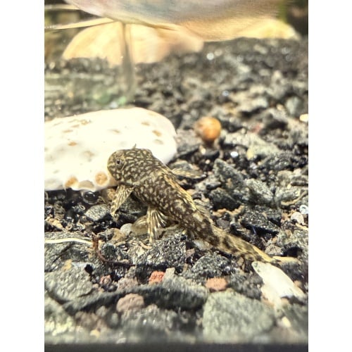 Common Bristlenose Pleco Juveniles (standard fin) 1”+