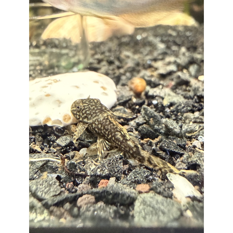 Common Bristlenose Pleco Juveniles (standard fin) 1”+