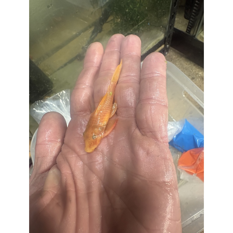 Adult Breeding Pair Shortfin Lemon Blue Eye Bristlenose