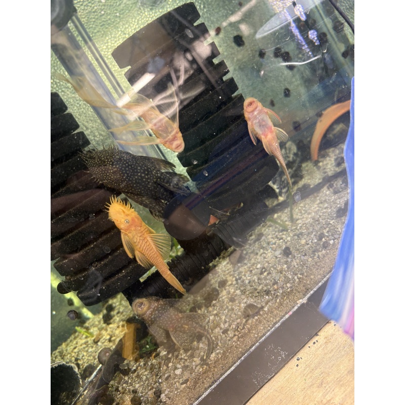 Adult Breeding Pair Shortfin Lemon Blue Eye Bristlenose
