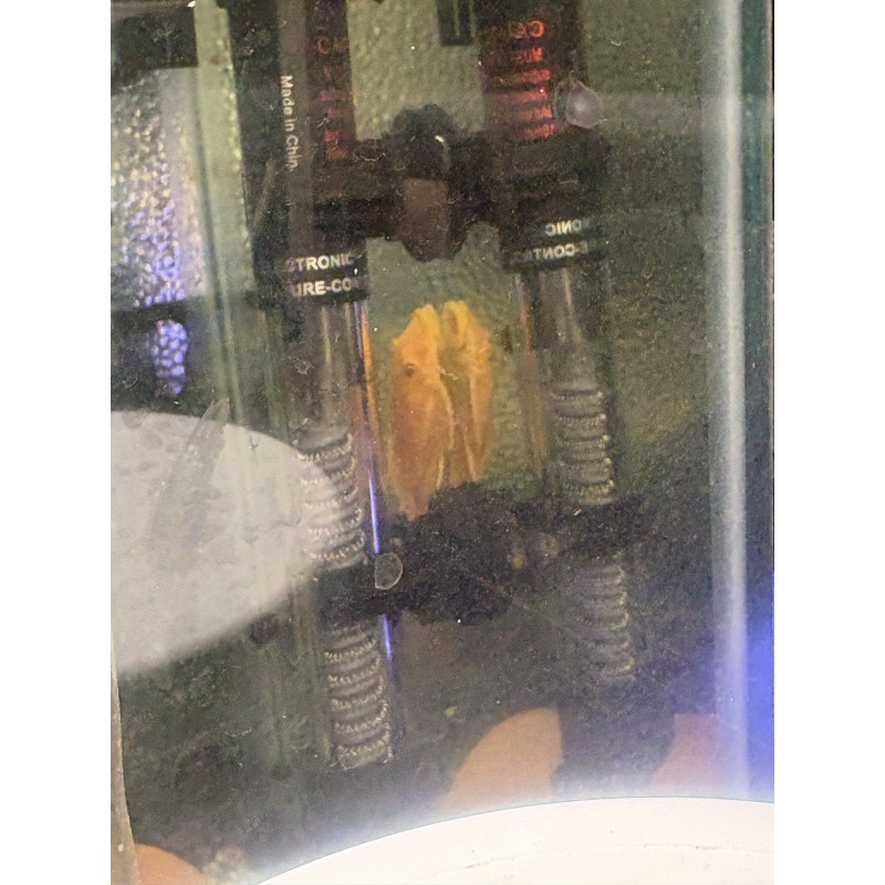 Adult Breeding Pair Shortfin Lemon Blue Eye Bristlenose