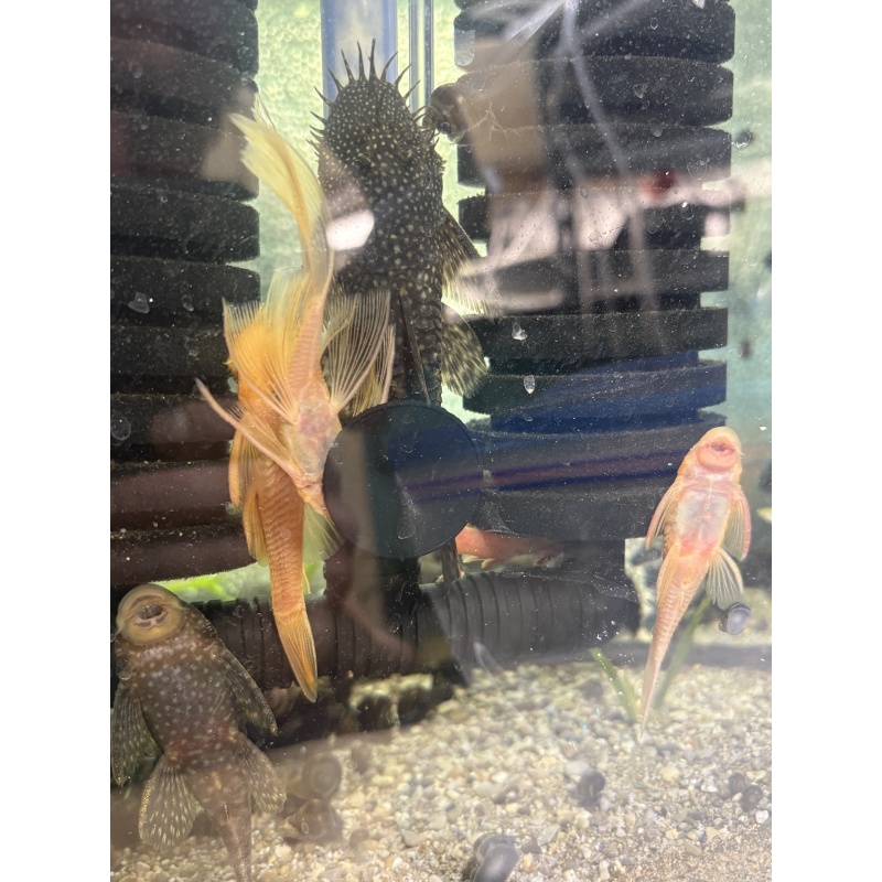 Adult Common Chocolate Bristlenose Proven Breed Pair