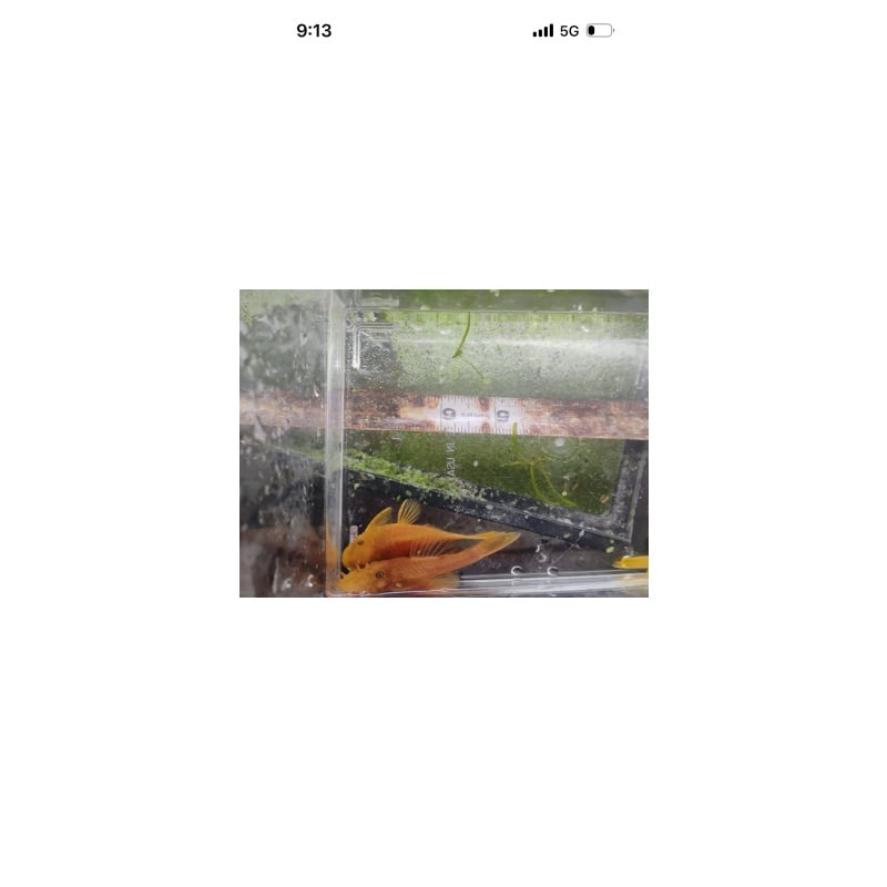 Adult Breeding Pair Super Red Bristlenose!