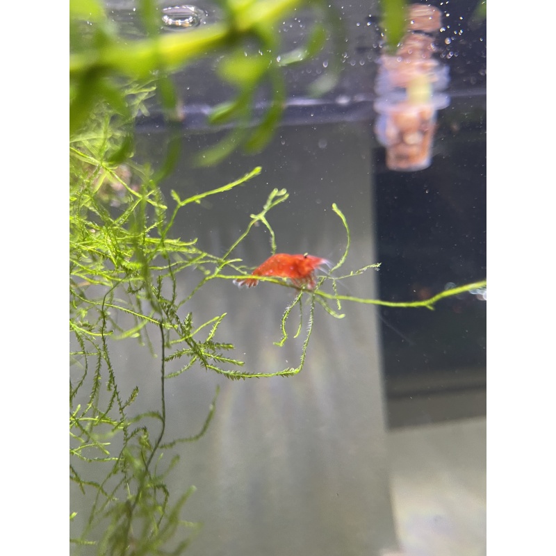 10+3 Fire Red Cherry Shrimp