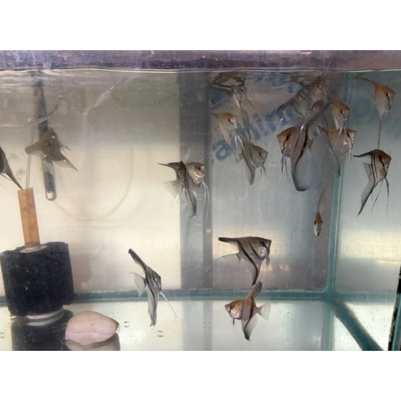 Silver Angelfish about 1/2+ dollar size.