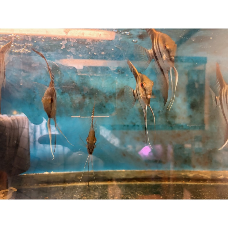 Silver Angelfish about 1/2+ dollar size.