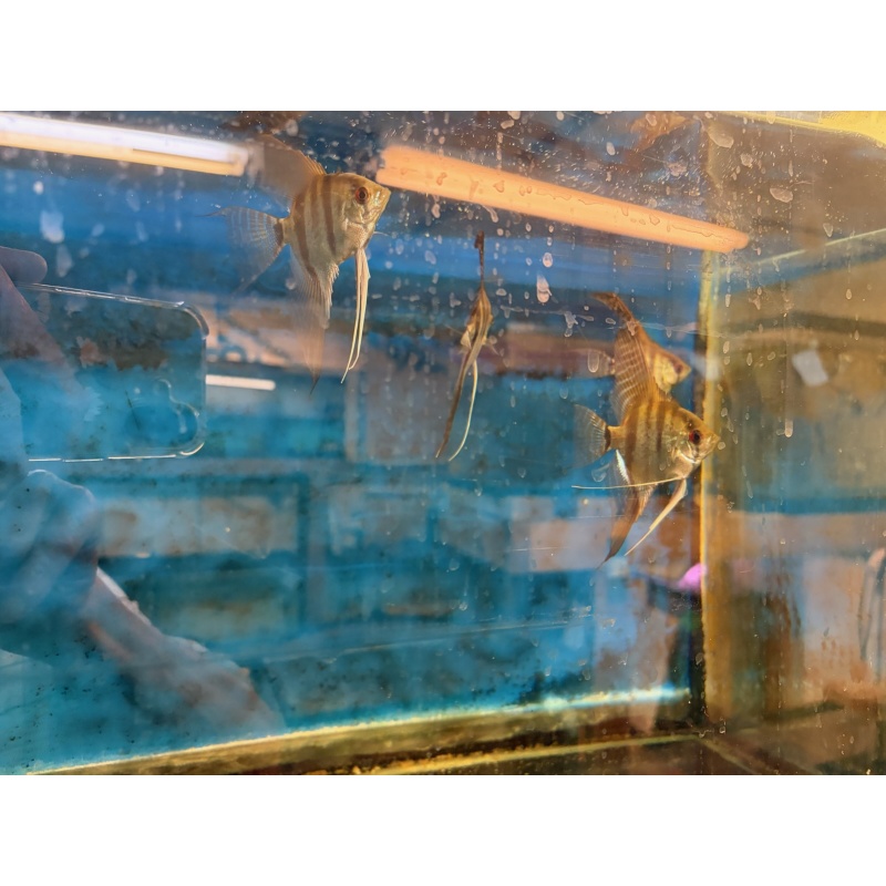 Silver Angelfish about 1/2+ dollar size.