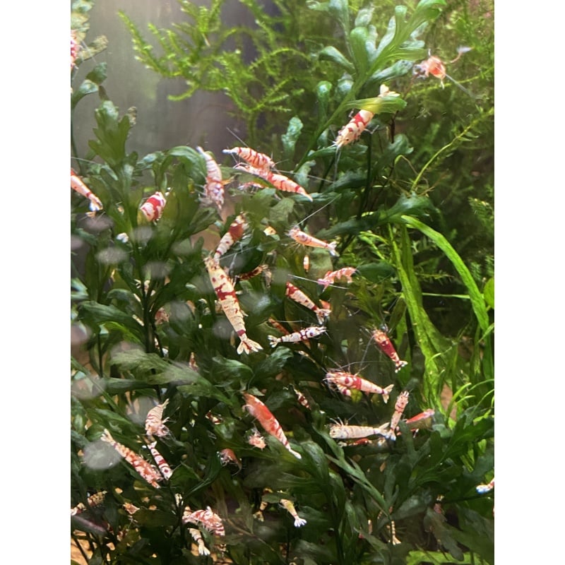 Red Fancy Tiger shrimp 10+1+Bonus Items