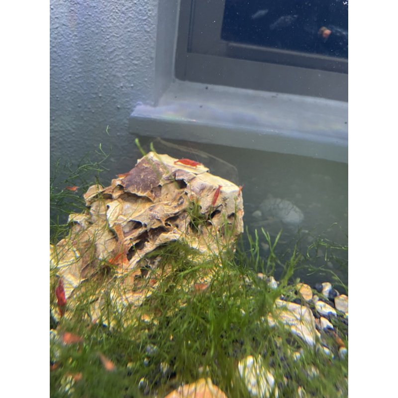 10+3 Fire Red Cherry Shrimp