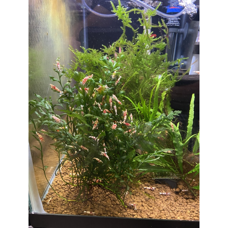 Red Fancy Tiger shrimp 10+1+Bonus Items