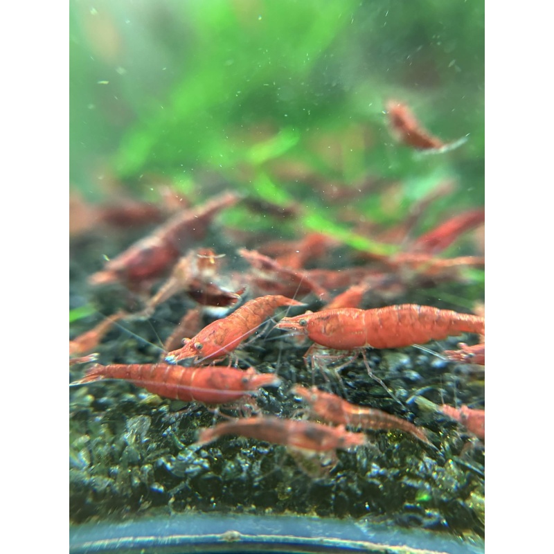 20 (+2 DOA) Red Cherry Shrimp