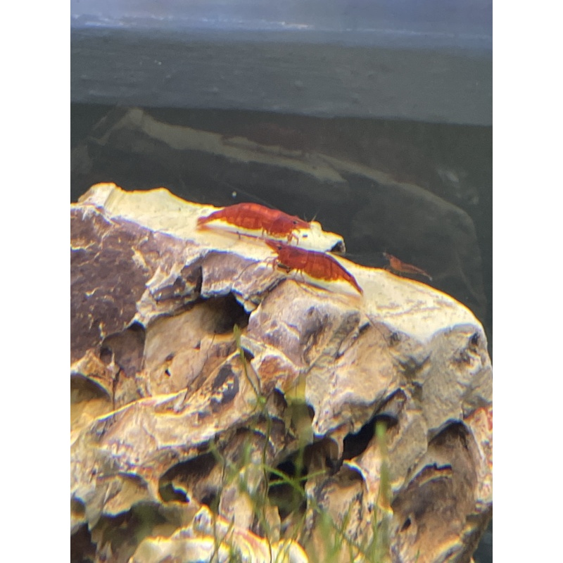 10+3 Fire Red Cherry Shrimp
