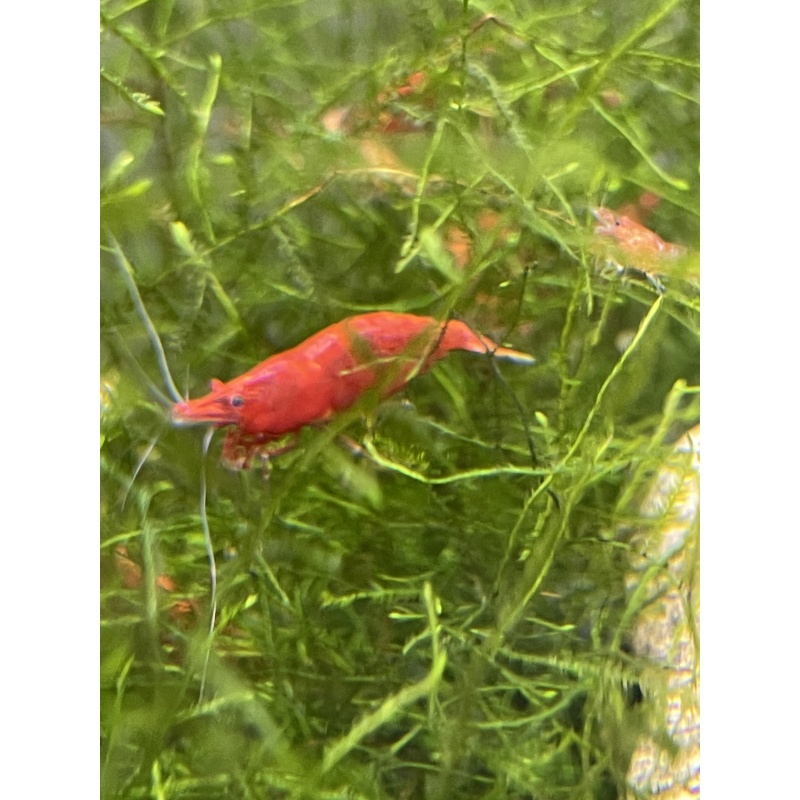 30+5 Cherry Shrimp $30