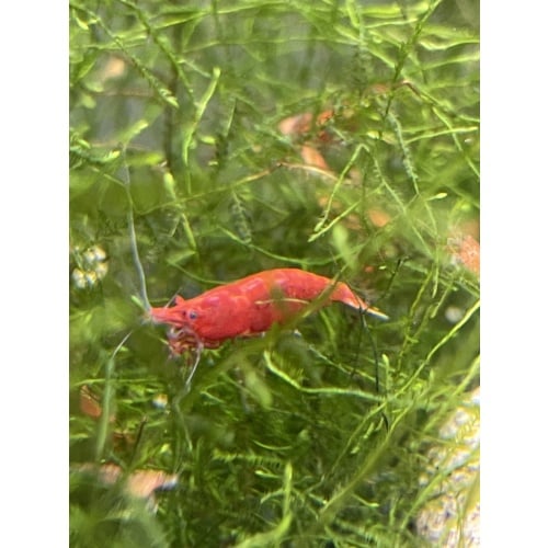 10+3 Fire Red Cherry Shrimp