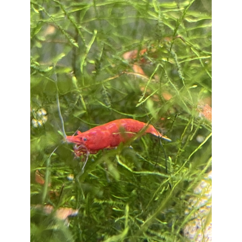 10+3 Fire Red Cherry Shrimp