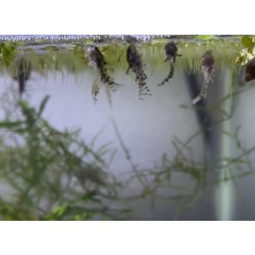 6+2 Peppered Corydoras (Live Guarentee!)