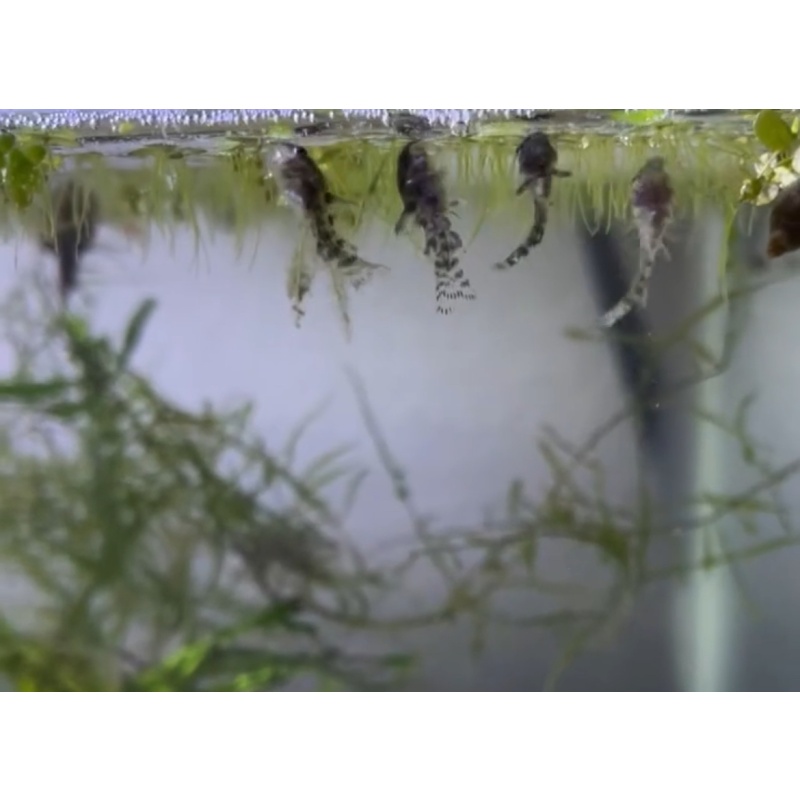 6+2 Peppered Corydoras (Live Guarentee!)