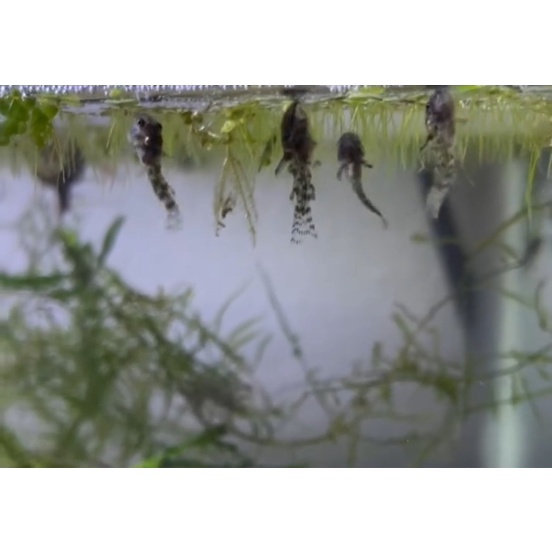 6+2 Peppered Corydoras (Live Guarentee!)
