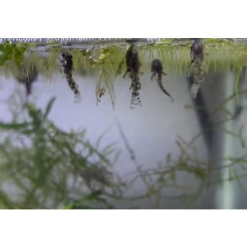 6+4 peppered Cory’s for 25