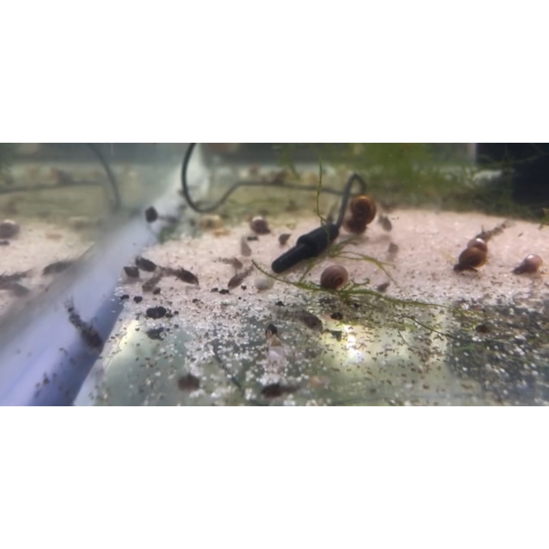 6+2 Peppered Corydoras (Live Guarentee!)