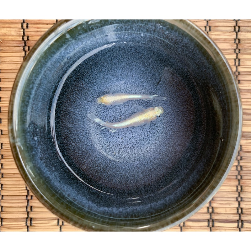 MEDAKA EGGS
