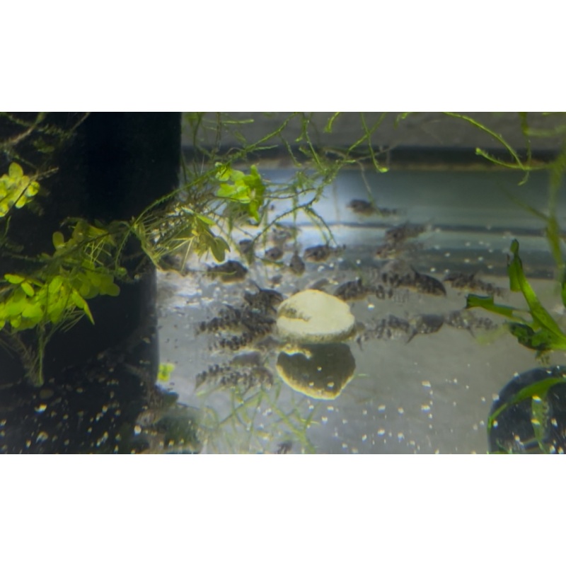 6+2 Peppered Corydoras (Live Guarentee!)