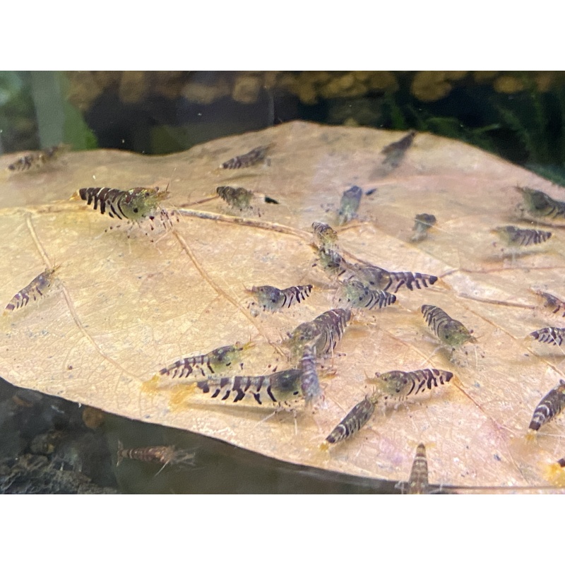 Super Tiger shrimp (Wild Form) 10+1+Bonus Items