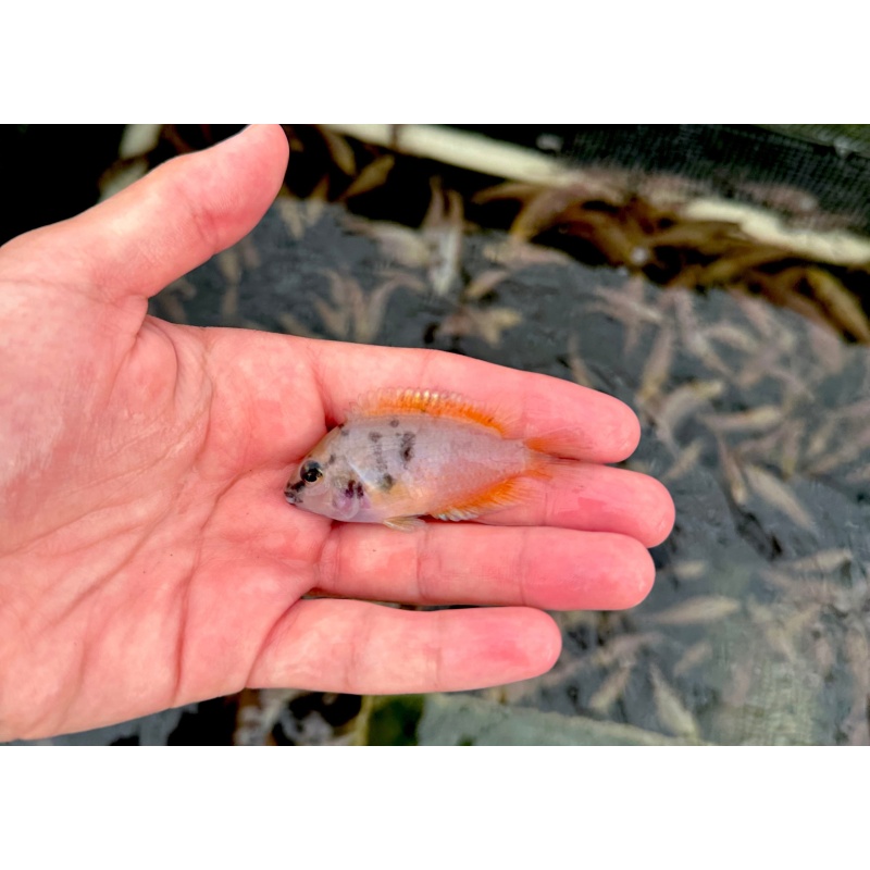 3-4" Marble Convict Cichlid - FEMALE