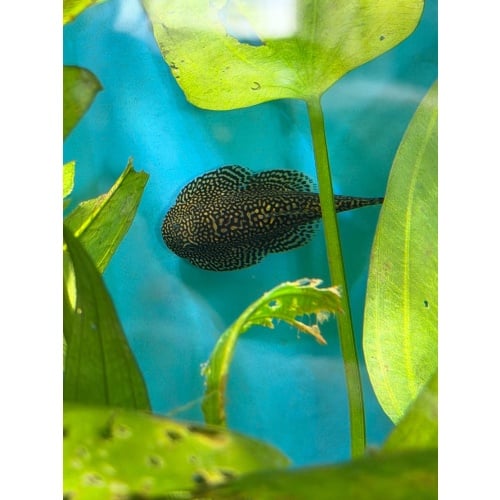 3 Juvenile Sewellia Albisuera - Gold Ring Hillstream Loach