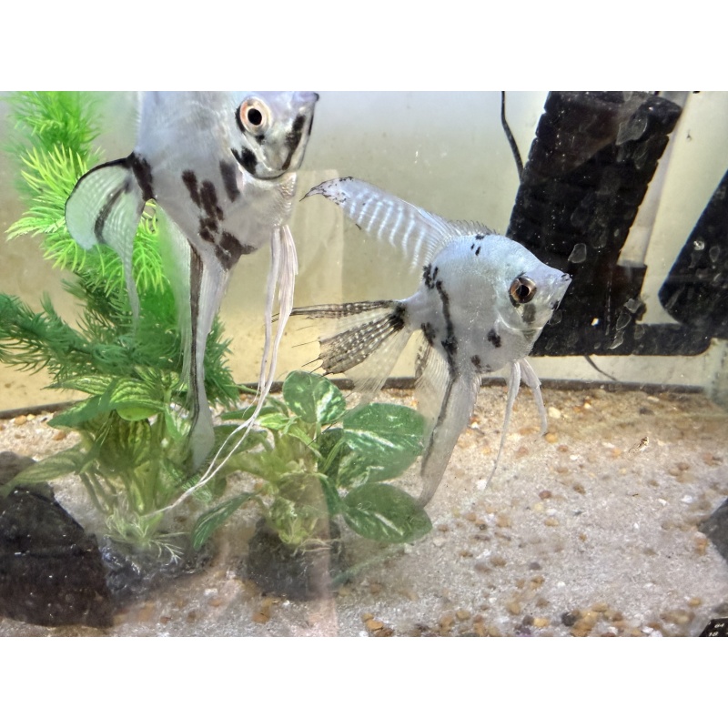 Breeding Pair of Blue Clown Veil