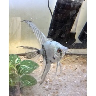 Breeding Pair of Blue Clown Veil
