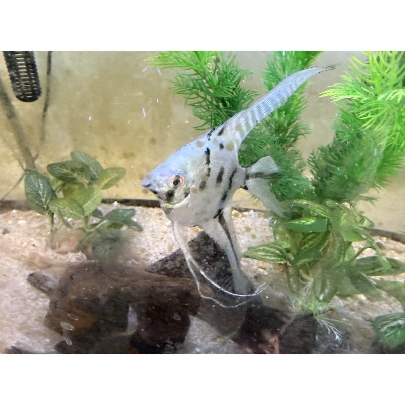 Breeding Pair of Blue Clown Veil