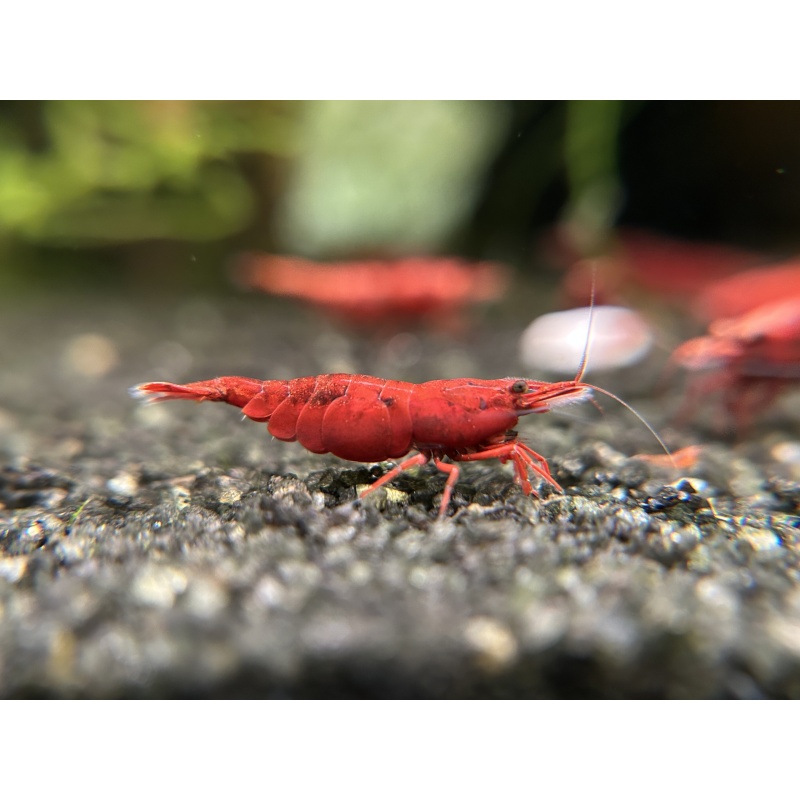 10 (+1 DOA)  Painted Fire Red Shrimp