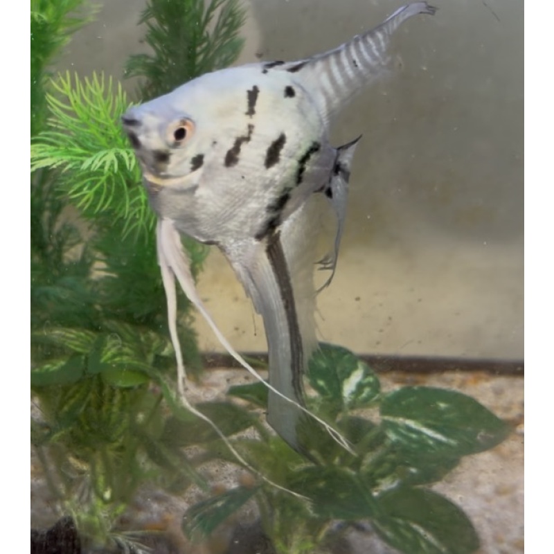 Breeding Pair of Blue Clown Veil