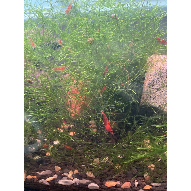 20+5 Cherry Shrimp