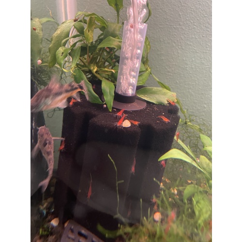 20+5 Cherry Shrimp