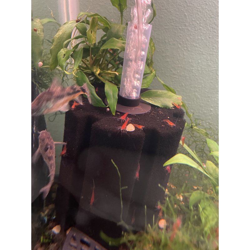 20+5 Cherry Shrimp
