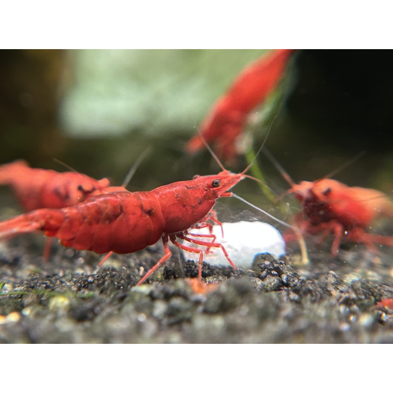 10 (+1 DOA)  Painted Fire Red Shrimp