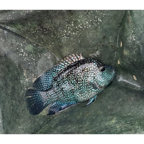 6+" Electric Blue Texas - Unsexed
