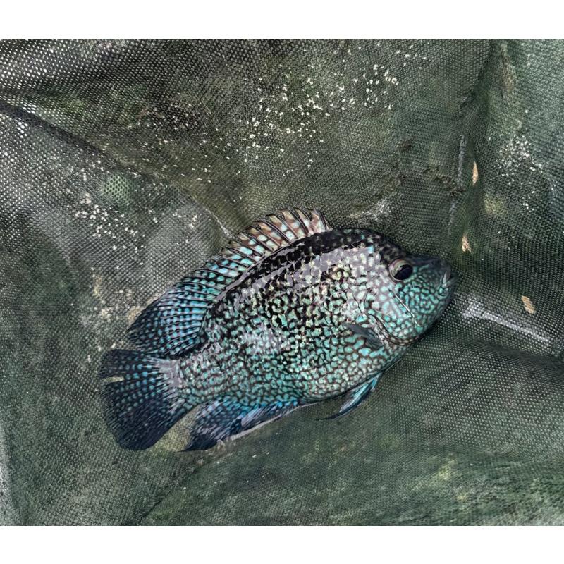 2-3" Electric Blue Texas Cichlid