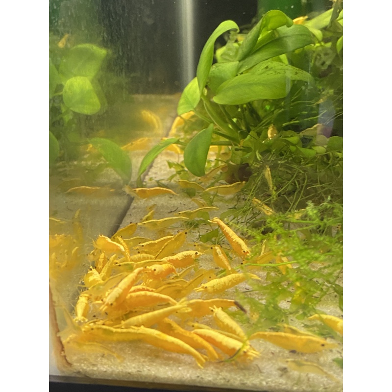Yellow 24K shrimp 20+2+bonus items